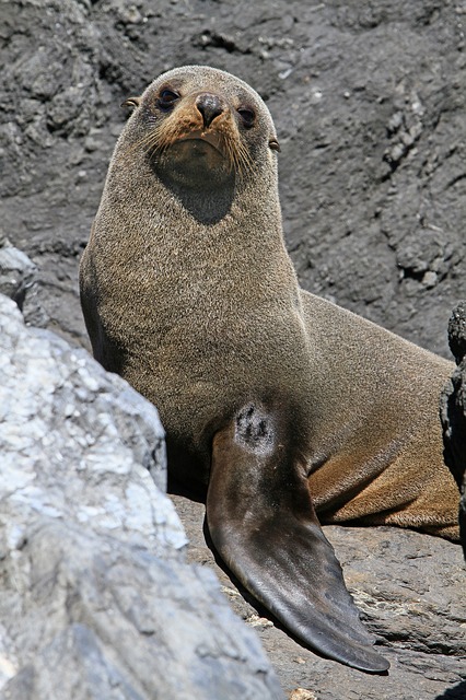 Growing Number of Seals Raping, Eating King Penguins in Antarctica